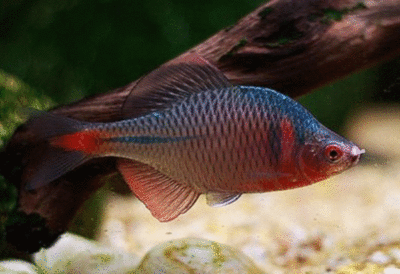 好看的大觀賞魚品種（觀賞魚的養(yǎng)護(hù)技巧了解觀賞魚的養(yǎng)護(hù)技巧了解觀賞魚的養(yǎng)護(hù)技巧）