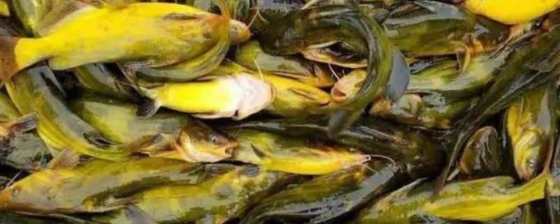 黃鰭鯧魚飼料營養搭配指南，黃鰭鯧魚飼料添加劑選擇黃鰭鯧魚飼料添加劑選擇