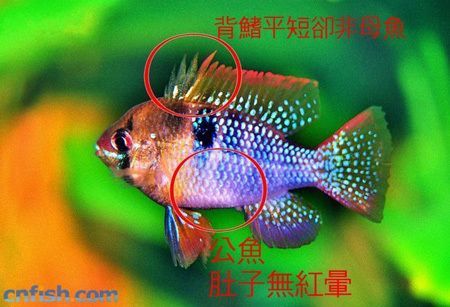 鳳凰魚品相鑒定技巧，元寶鳳凰魚的繁殖技巧和真偽鑒別方法和真偽鑒別方法