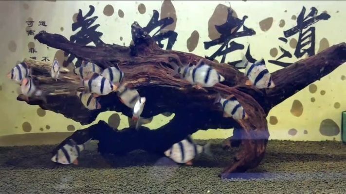 四紋虎魚繁殖技術最新研究，四紋虎魚的繁殖技術