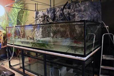 養(yǎng)魟魚得缸最小多大？：養(yǎng)魟魚的魚缸尺寸主要取決于以下幾個因素 養(yǎng)魟魚得缸最小多大？：養(yǎng)魟魚的魚缸尺寸主要取決于以下幾個因素 魟魚百科 第1張