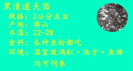 龍魚和元寶鳳凰混養（ 元寶鳳凰和什么魚一起養）
