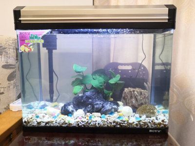 魚缸可用幾年，如何延長魚缸使用壽命？ 魚缸可用幾年，如何延長魚缸使用壽命？ 魚缸百科 第7張