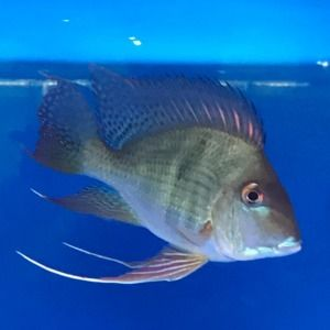 元寶鳳凰國產和進口什么區別啊視頻：元寶鳳凰國產和進口什么區別 元寶鳳凰國產和進口什么區別啊視頻：元寶鳳凰國產和進口什么區別 元寶鳳凰魚百科 第4張