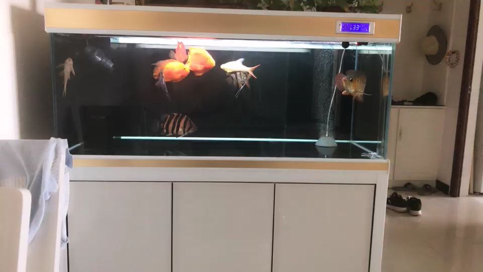 虎魚價格上漲速度第一??