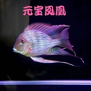 元寶鳳凰魚混養的最佳伴侶，元寶鳳凰魚混養的最佳伴侶是什么魚
