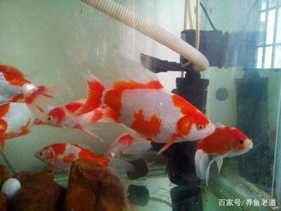 元寶鳳凰和魟魚混養的最佳方法，元寶鳳凰與魟魚混養的科學方法與技巧