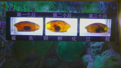 元寶鳳凰和魟魚混養的最佳方法，元寶鳳凰與魟魚混養的科學方法與技巧