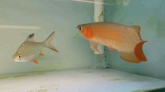 蘭壽魚缸欣賞(蘭壽魚缸視頻) 魚缸百科 第3張 蘭壽魚缸欣賞(蘭壽魚缸視頻) 蘭壽魚缸欣賞(蘭壽魚缸視頻) 魚缸百科 第3張