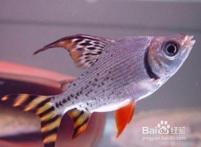 賣龍魚的網站叫什么，賣龍魚的一些網站名稱