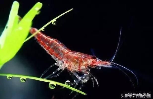 龍魚缸如何除藻效果好呢，龍魚缸藻類控制的綜合方案