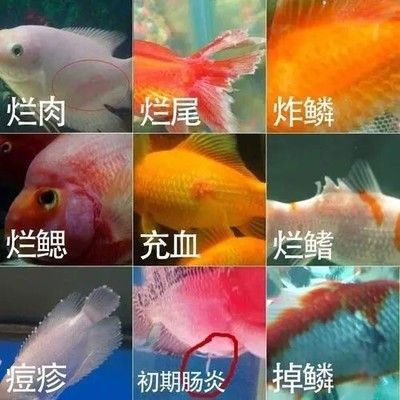 魚在魚缸里產卵能活嗎？魚卵存活與繁殖的關鍵因素，魚缸中魚卵的存活與繁殖關鍵因素解析
