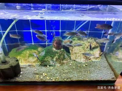 魚缸最好養的魚，如何維護魚缸水質穩定不同魚種的飼養技巧分享