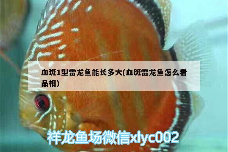 血斑1型雷龍魚能長多大(血斑雷龍魚怎么看品相) 血斑1型雷龍魚能長多大(血斑雷龍魚怎么看品相) 魟魚百科 第3張