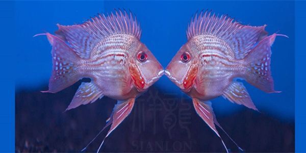 祥龍進(jìn)口元寶鳳凰魚