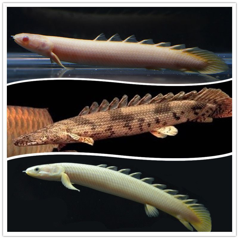 虎紋恐龍王魚養殖難度，虎紋恐龍王魚養殖要點