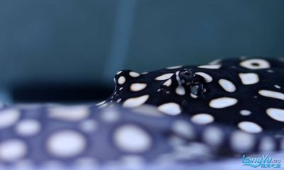 魟魚驅蟲的必要性有哪些方面：魟魚驅蟲的必要性