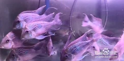 元寶鳳凰魚能長多大？：元寶鳳凰魚能長多大