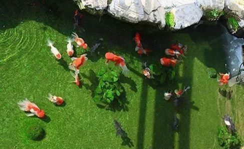 金龍魚怎么養變色快一點，如何讓金龍魚的顏色變得更加艷麗