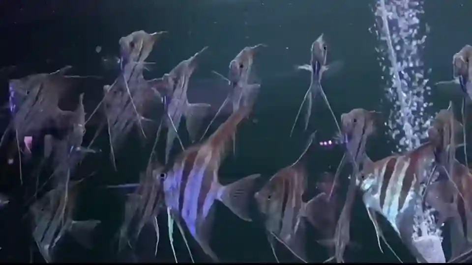 圣菲埃及神仙魚，來自遙遠水域的精靈，水族箱中的和平使者，探索水下世界的神秘居民-圣菲埃及神仙魚，圣菲埃及神仙魚，水族箱中的神秘和平使者 圣菲埃及神仙魚，來自遙遠水域的精靈，水族箱中的和平使者，探索水下世界的神秘居民-圣菲埃及神仙魚，圣菲埃及神仙魚，水族箱中的神秘和平使者 野生埃及神仙魚