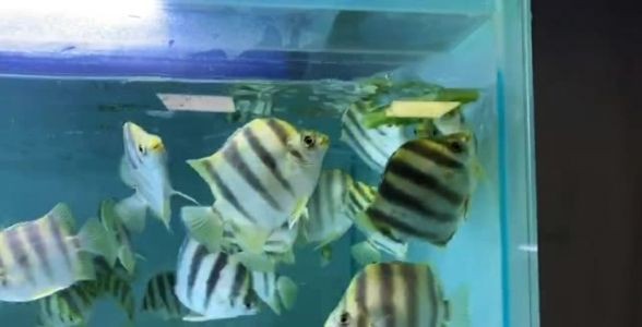 [2025]非洲金古魚：珍稀熱帶魚種的魅力與養殖秘籍，探索其獨特之處及市場前景，非洲金古魚，探秘珍稀熱帶魚種的
