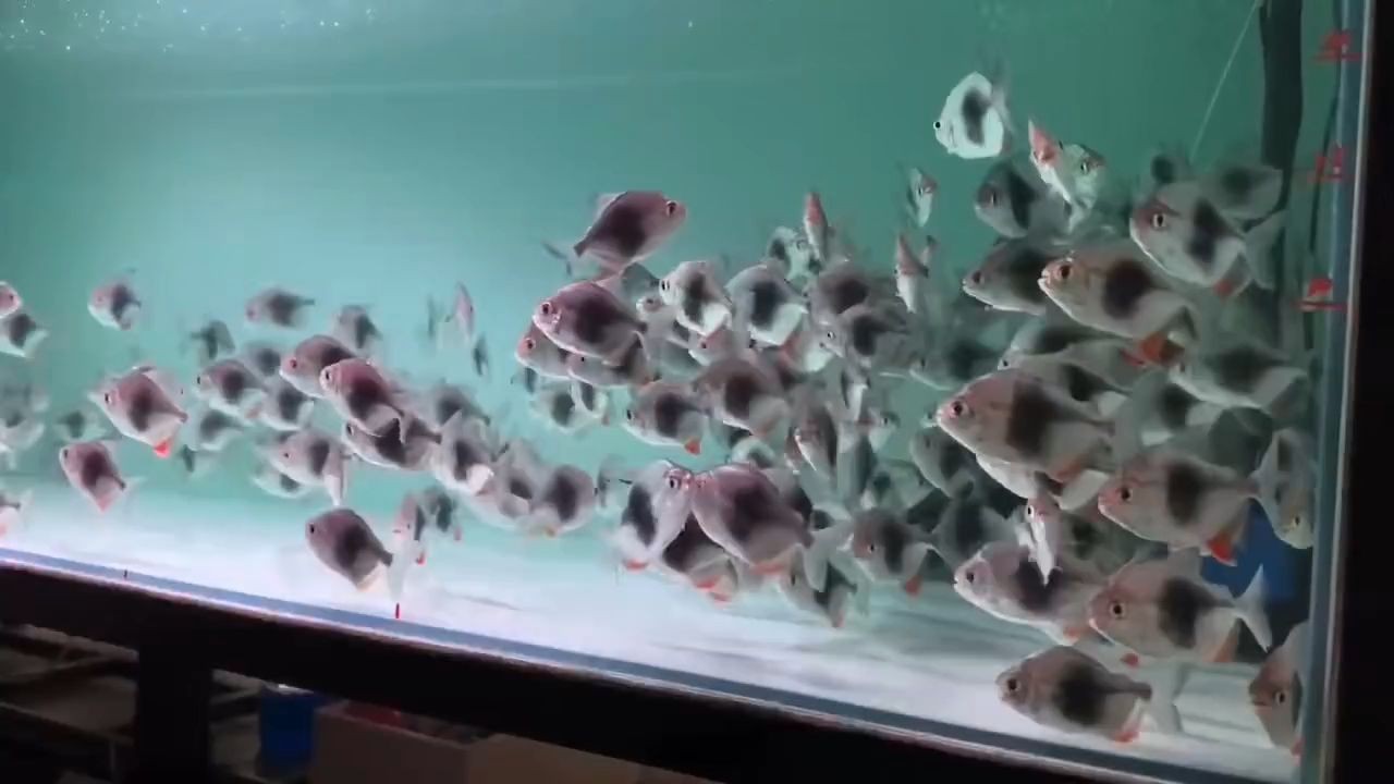 黑桃a魚批發10-12cm：黑桃a魚批發 黑桃a魚批發10-12cm：黑桃a魚批發 黑桃A魚