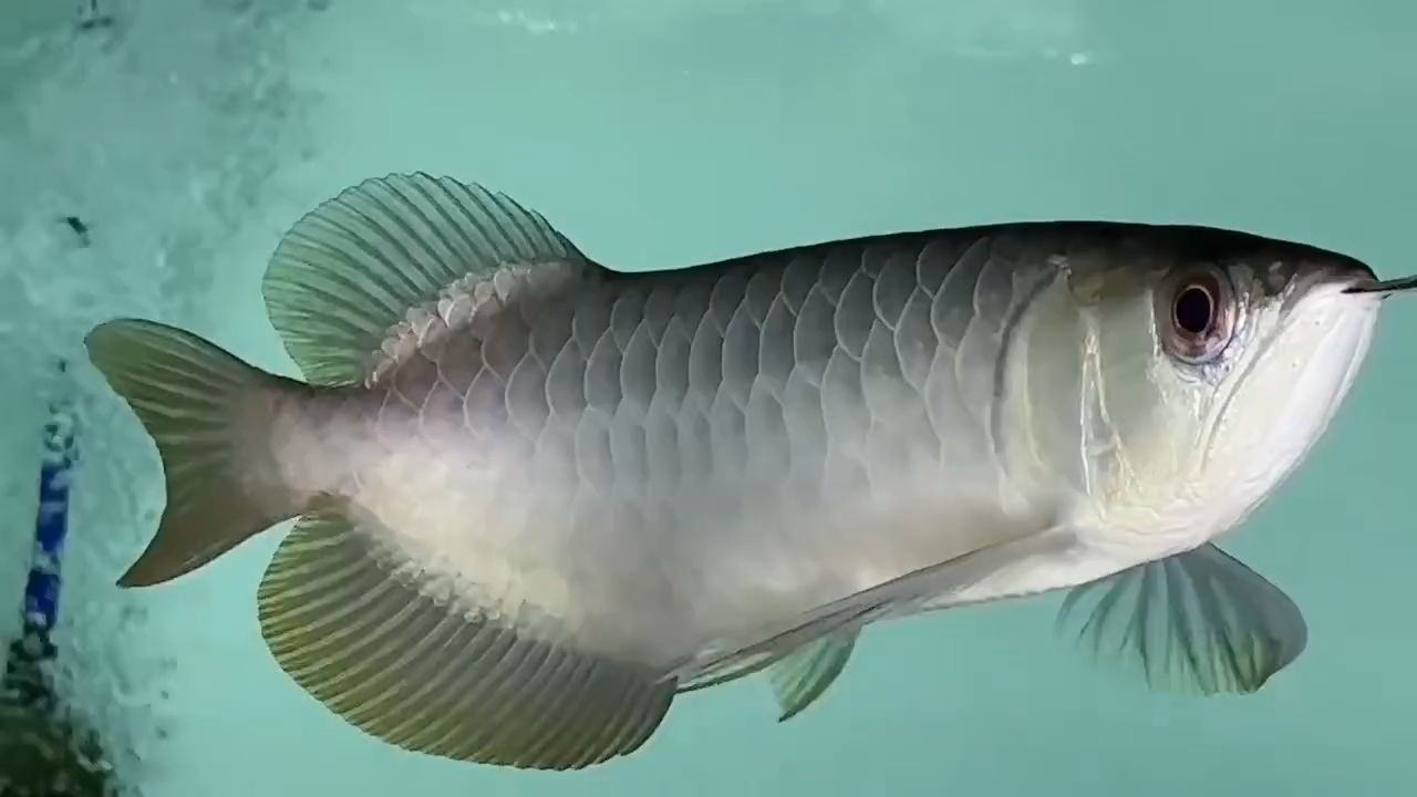 魚缸過濾器選購指南:自制魚缸過濾器魚缸上置過濾器對于養魚愛好者的必備知識 純過背金龍魚:純過背金龍魚的養護技巧 過背金龍魚 純過背金龍魚:純過背金龍魚的養護技巧 純過背金龍魚:純過背金龍魚的養護技巧 過背金龍魚
