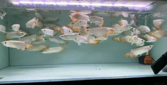 精選練手小金龍魚多少錢一只，價格親民，品質保證，打造您的水族箱新寵！