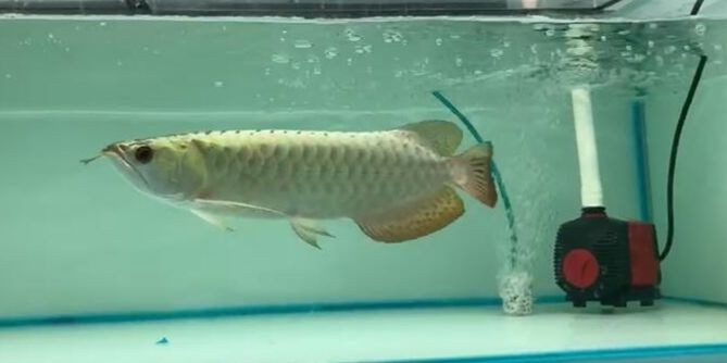 藍珀藍底過背金龍魚3，祥龍魚場品牌龍魚：藍底過背金龍魚3，祥龍魚場品牌龍魚