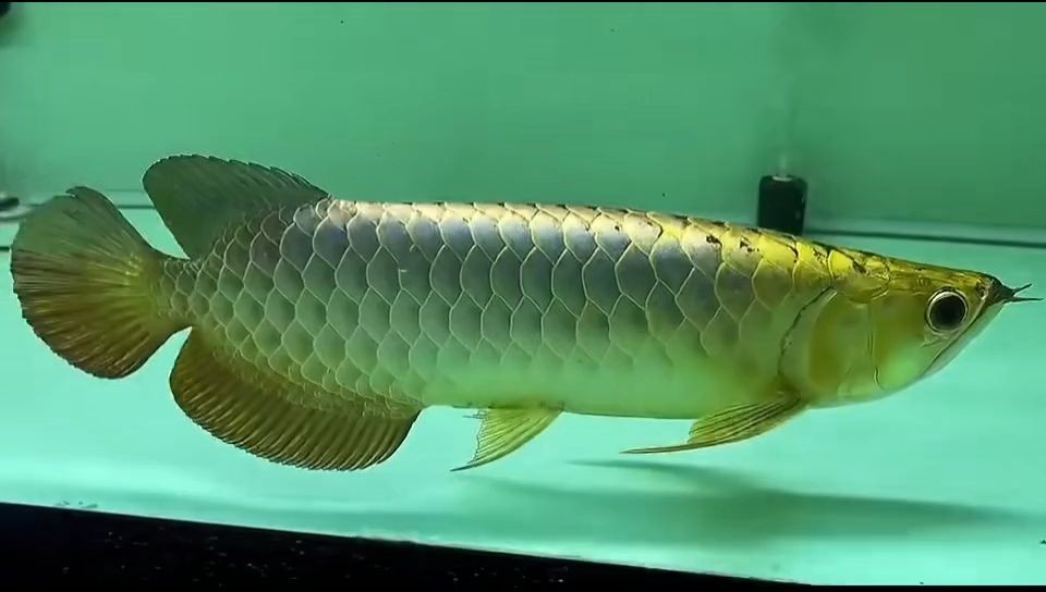 [2025]祥龍魚場的藍(lán)底過背金龍魚：祥龍魚場的藍(lán)底過背金龍魚對其生態(tài)習(xí)性和繁殖行為進(jìn)行了探討