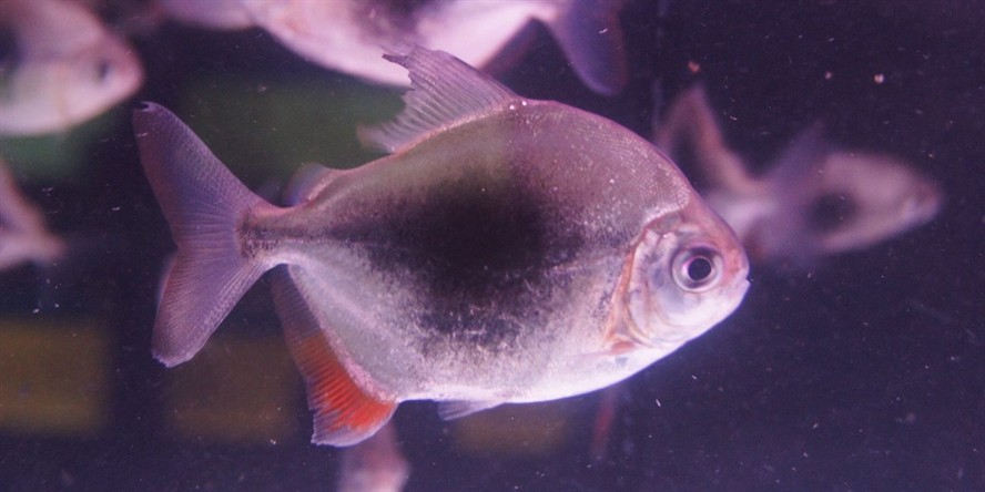 黑桃A魚：黑桃a魚是一種生活在熱帶和亞熱帶和亞熱帶水域中的魚類 黑桃A魚：黑桃a魚是一種生活在熱帶和亞熱帶和亞熱帶水域中的魚類 黑桃A魚