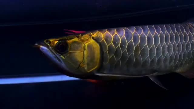牛逼藍(lán)珀藍(lán)底過背金龍魚，\"牛逼藍(lán)珀藍(lán)底過背金龍魚，揭秘藍(lán)珀中的極品——牛逼藍(lán)珀金龍魚的傳奇 牛逼藍(lán)珀藍(lán)底過背金龍魚，\"牛逼藍(lán)珀藍(lán)底過背金龍魚，揭秘藍(lán)珀中的極品——牛逼藍(lán)珀金龍魚的傳奇 藍(lán)底過背金龍魚