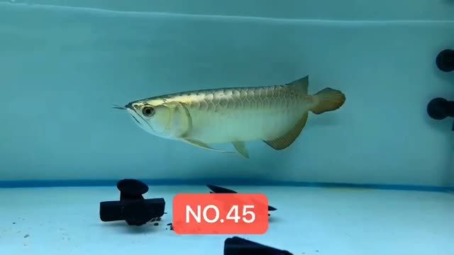 2025年8月31日高端藍底過背金龍魚以創紀錄價格成交 2025年8月31日高端藍底過背金龍魚以創紀錄價格成交 藍底過背金龍魚