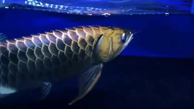 [2025]精品還是極品藍(lán)底過背金龍魚：藍(lán)底過背金龍魚
