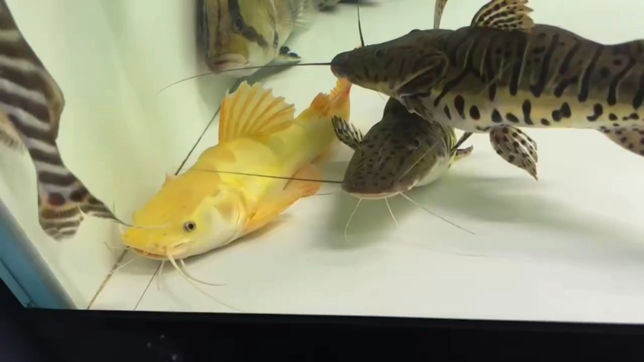 15cm小黃金貓魚：15cm小黃金貓魚養殖技術與管理方法 15cm小黃金貓魚：15cm小黃金貓魚養殖技術與管理方法 黃金貓魚