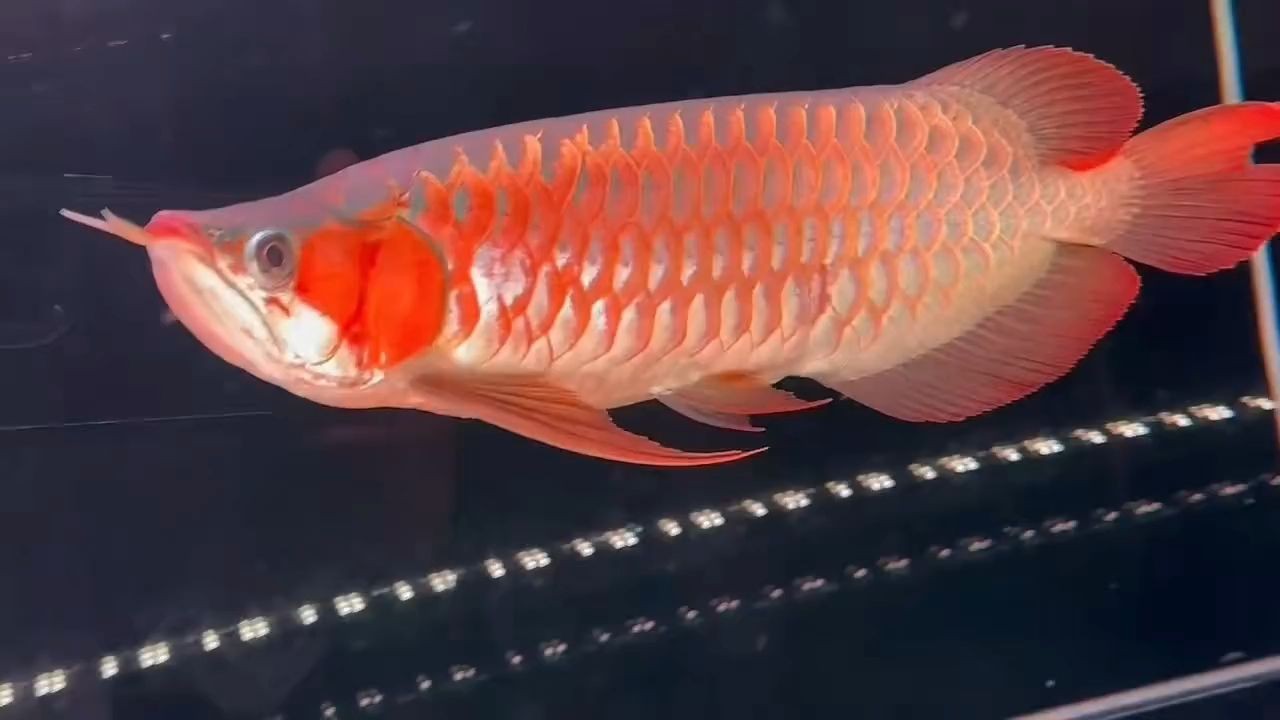 45公分翹頭大戰(zhàn)車紅龍魚，湯勺頭，寬身大七鰭：45公分翹頭大戰(zhàn)車 45公分翹頭大戰(zhàn)車紅龍魚，湯勺頭，寬身大七鰭：45公分翹頭大戰(zhàn)車 戰(zhàn)車紅龍魚