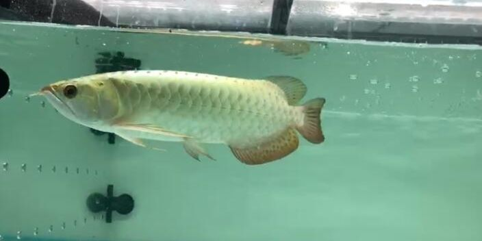 藍珀藍底過背金龍魚2，祥龍魚場品牌龍魚，藍珀藍底過背金龍魚，祥龍魚場推出新款藍珀金龍魚，展現獨特魅力