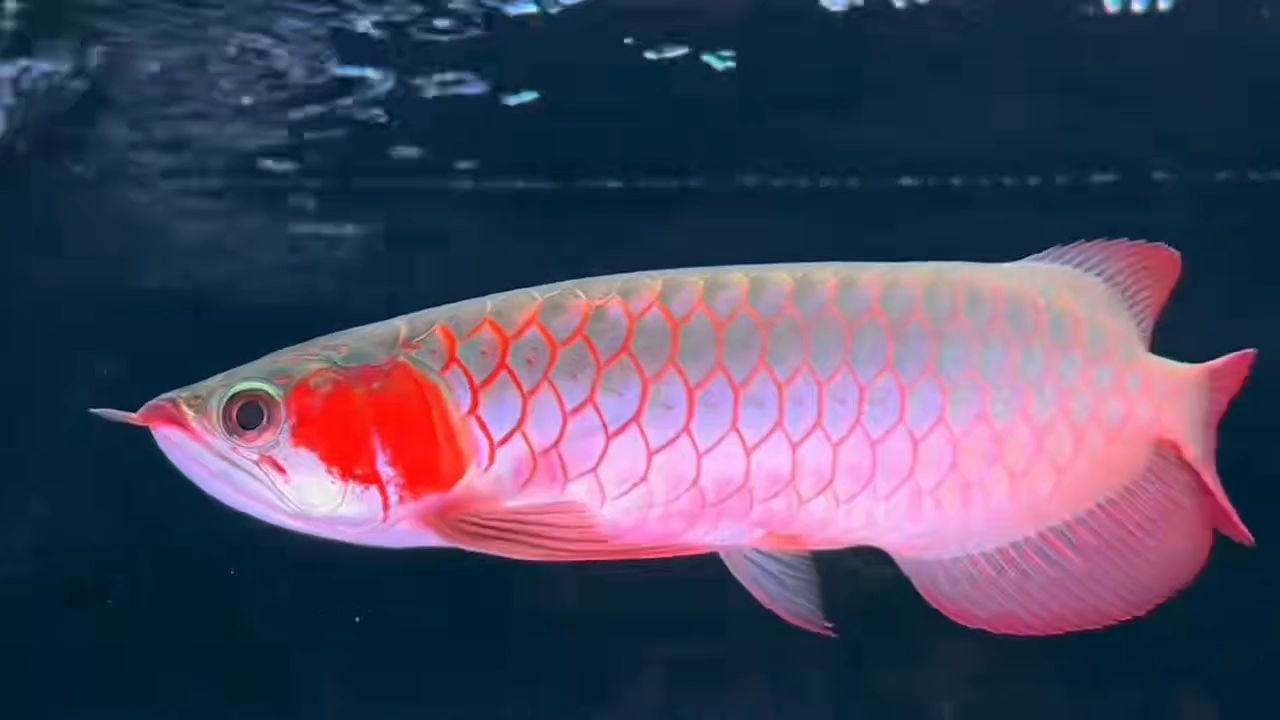 30公分 短身肥仔白玉超血紅龍：30公分短身肥仔白玉超血紅龍 30公分 短身肥仔白玉超血紅龍：30公分短身肥仔白玉超血紅龍 超血紅龍魚