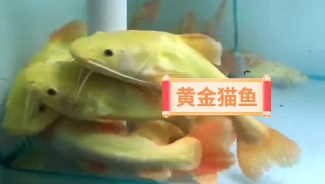 稀有黃金貓魚到貨：摘要：稀有黃金貓魚抵達我們的市場,這些貓魚已經抵達我們的市場 稀有黃金貓魚到貨：摘要：稀有黃金貓魚抵達我們的市場,這些貓魚已經抵達我們的市場 黃金貓魚