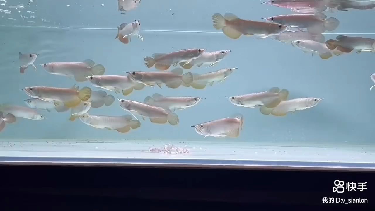 1516CM的小高背金龍魚苗一缸：15/16cm小高背金龍魚苗一缸 1516CM的小高背金龍魚苗一缸：15/16cm小高背金龍魚苗一缸 高背金龍魚
