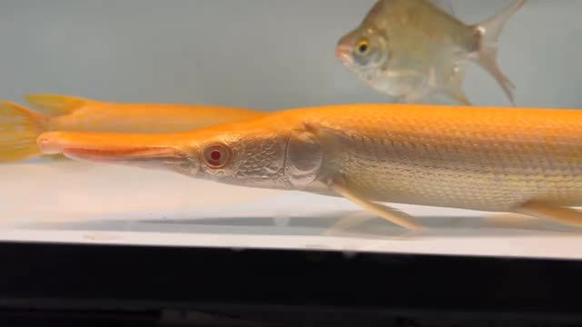 紅眼全金 皇家火箭 祥龍魚場出品 #白化幽靈火箭魚：白化幽靈火箭魚 紅眼全金 皇家火箭 祥龍魚場出品 #白化幽靈火箭魚：白化幽靈火箭魚 紅眼黃化幽靈火箭魚|皇家火箭魚