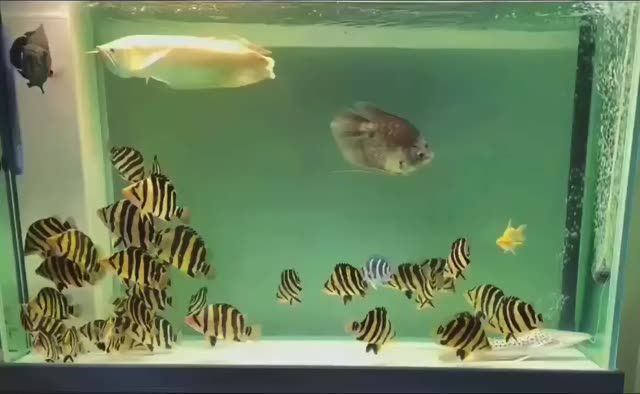 16~20CM蘇虎魚。廣州蘇虎魚苗批發。蘇虎批發：16~20cm蘇虎魚,廣州蘇虎魚苗批發