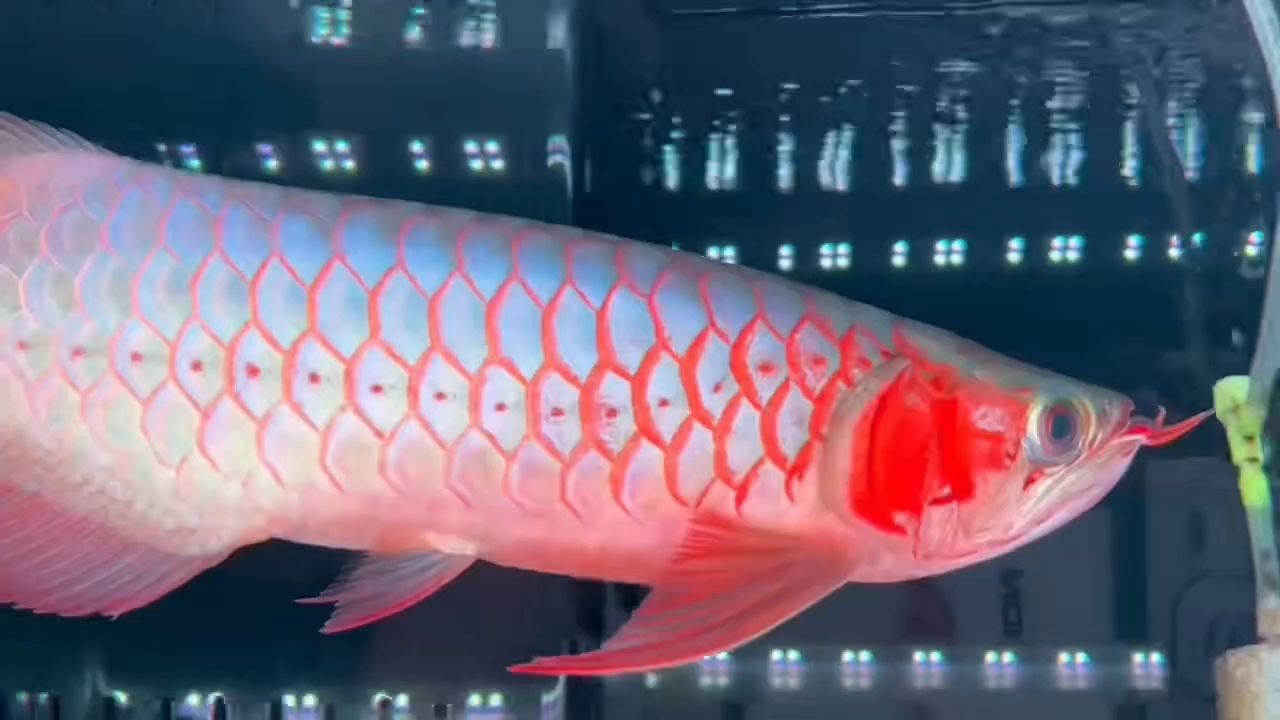 超血白玉紅龍魚：超血白玉紅龍魚的養殖方法