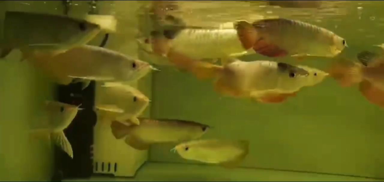 [2025]小小過背金龍魚：小小過背金龍魚的飼養，20250719，小小過背金龍