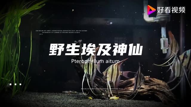 廣州野生埃及神仙魚：廣州野生埃及神仙魚批發(fā)野生埃及神仙魚批發(fā) 廣州野生埃及神仙魚：廣州野生埃及神仙魚批發(fā)野生埃及神仙魚批發(fā) 野生埃及神仙魚