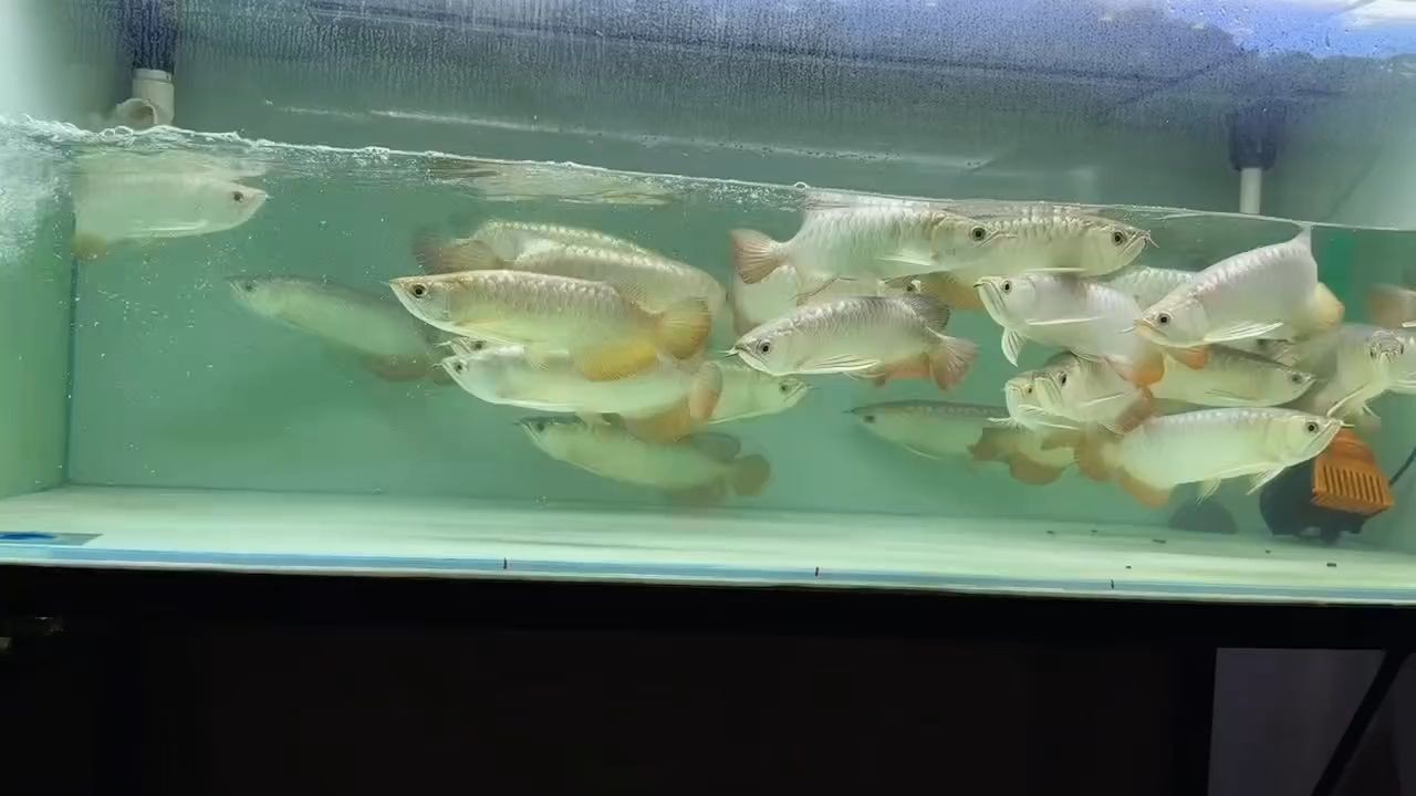 大尺寸過背金龍魚批發(fā)：大尺寸的過背金龍魚批發(fā) 大尺寸過背金龍魚批發(fā)：大尺寸的過背金龍魚批發(fā) 金龍魚