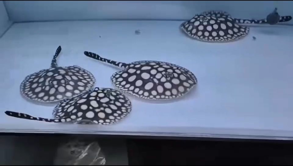 極品皇冠黑白魟魚拿貨漁場直供：極品皇冠黑白魟魚拿貨漁場直供信息介紹 極品皇冠黑白魟魚拿貨漁場直供：極品皇冠黑白魟魚拿貨漁場直供信息介紹 純血皇冠黑白魟魚