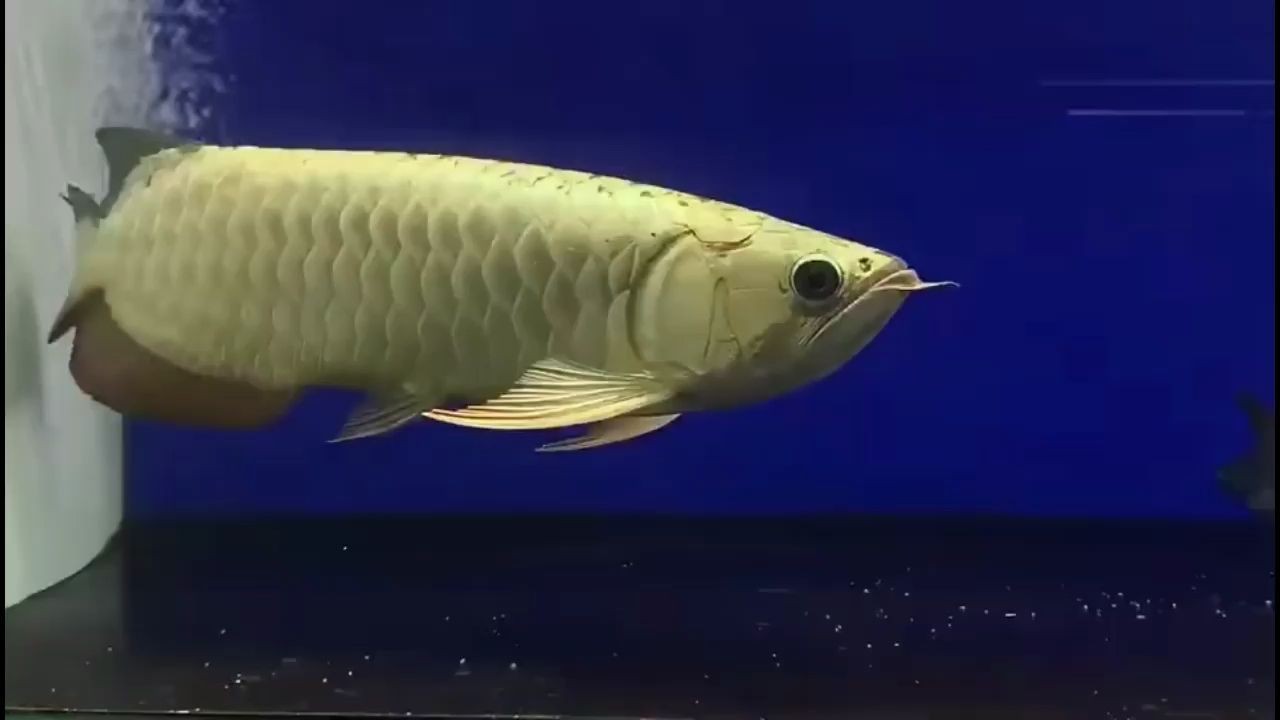 20251219高端金頭過背金龍魚：20251219高端金頭過背金龍魚養殖技術與市場趨勢 20251219高端金頭過背金龍魚：20251219高端金頭過背金龍魚養殖技術與市場趨勢 金頭過背金龍魚