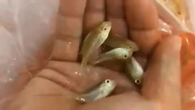 白子關刀苗批發：白子關刀苗批發是指將大量白子關刀苗進行批量銷售 白子關刀苗批發：白子關刀苗批發是指將大量白子關刀苗進行批量銷售 養殖場魚苗批發