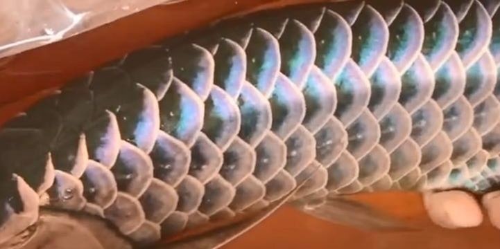背部欣賞藍底過背金龍魚：藍底過背金龍魚 背部欣賞藍底過背金龍魚：藍底過背金龍魚 藍底過背金龍魚